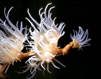 Anemones; Pohnpei; Housed Nikon F; 55mm auto-micro Nikkor... by Rick Tegeler 